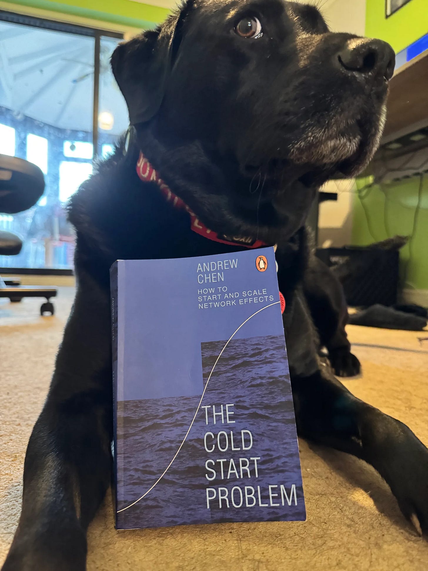 Book + Dog = Likes