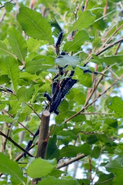 photos of a willow tree with lots of black, spiky caterpillars on it