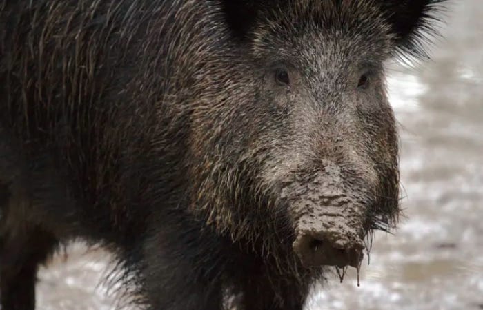 Puyricard, Wild Boar, Provence
 Puyricard, Wild Boar, Provence