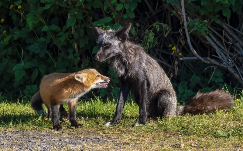 20250610-SJI3-439-Edit.jpg 20250610-SJI3-439-Edit.jpg