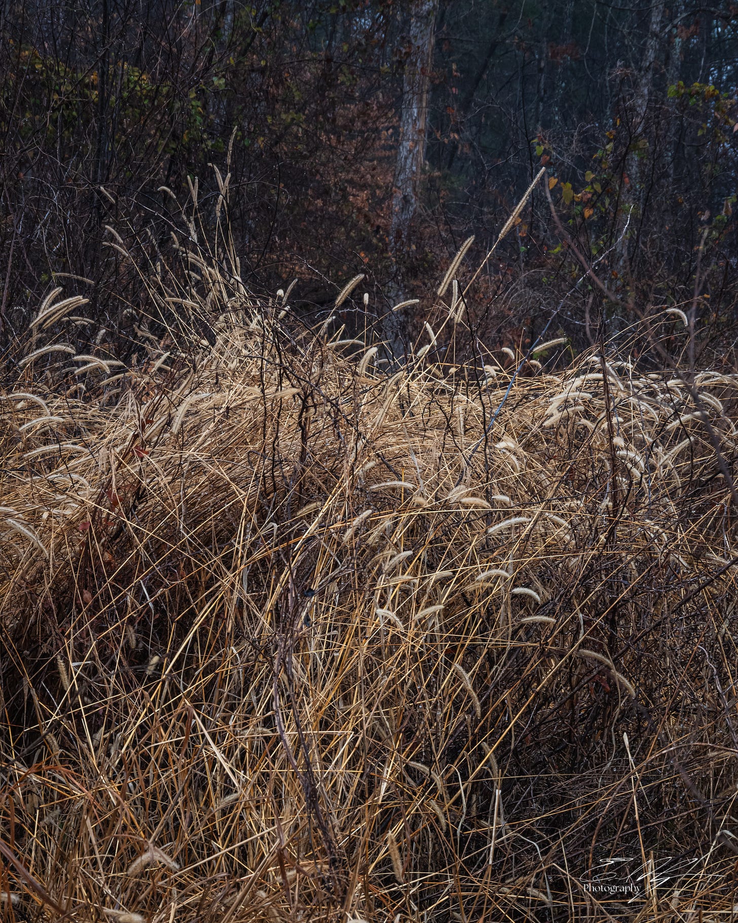 Dried grasses before woods in Athens, Ga