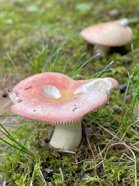 Mushrooms galore in the Woodland garden today.