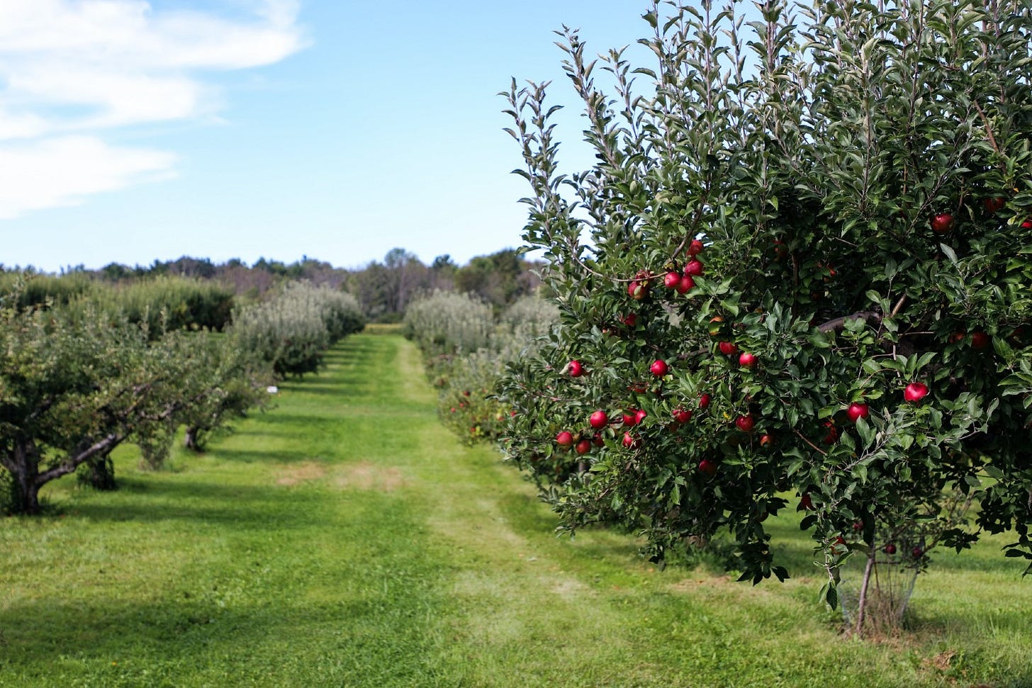 view along the line of apple trees in a modern orchard