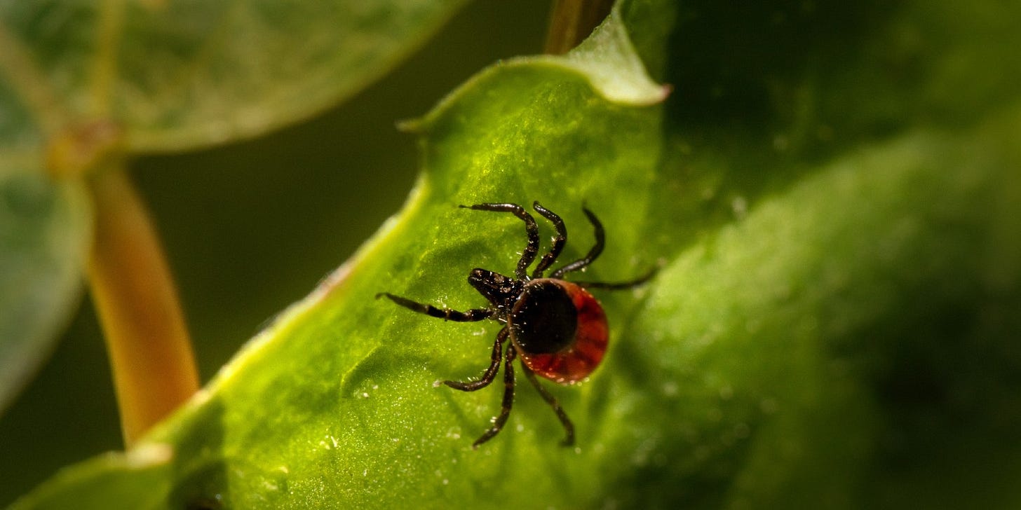 red and black tick on a leaf red and black tick on a leaf