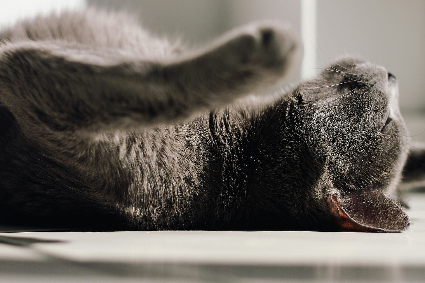 Cat resting on his back