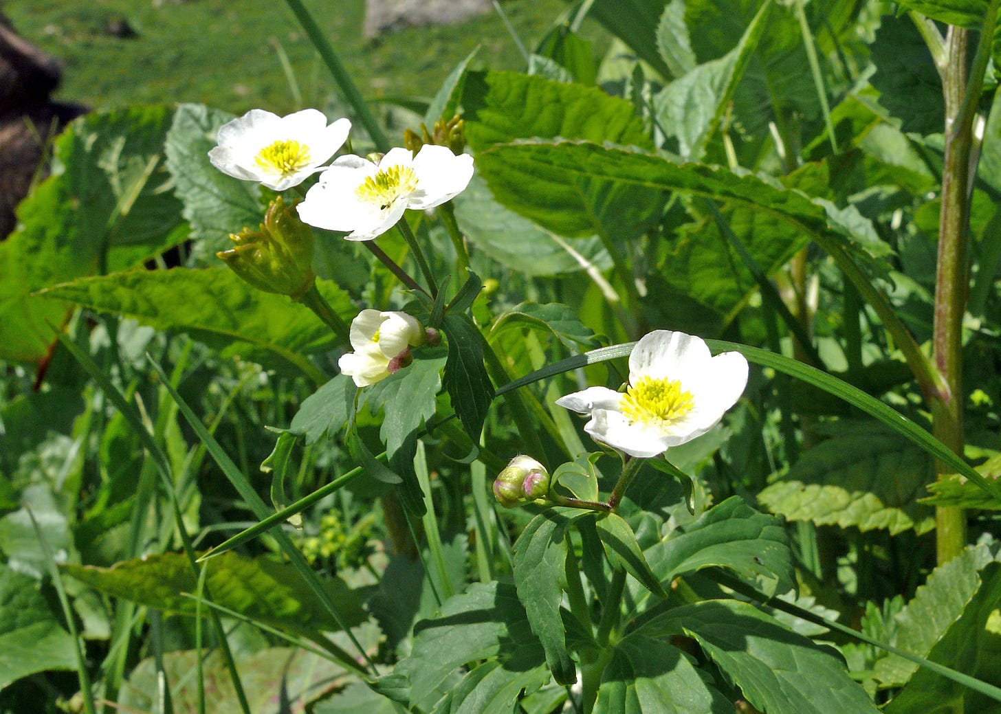 Photo of Aconite Leaf Buttercup Photo of Aconite Leaf Buttercup