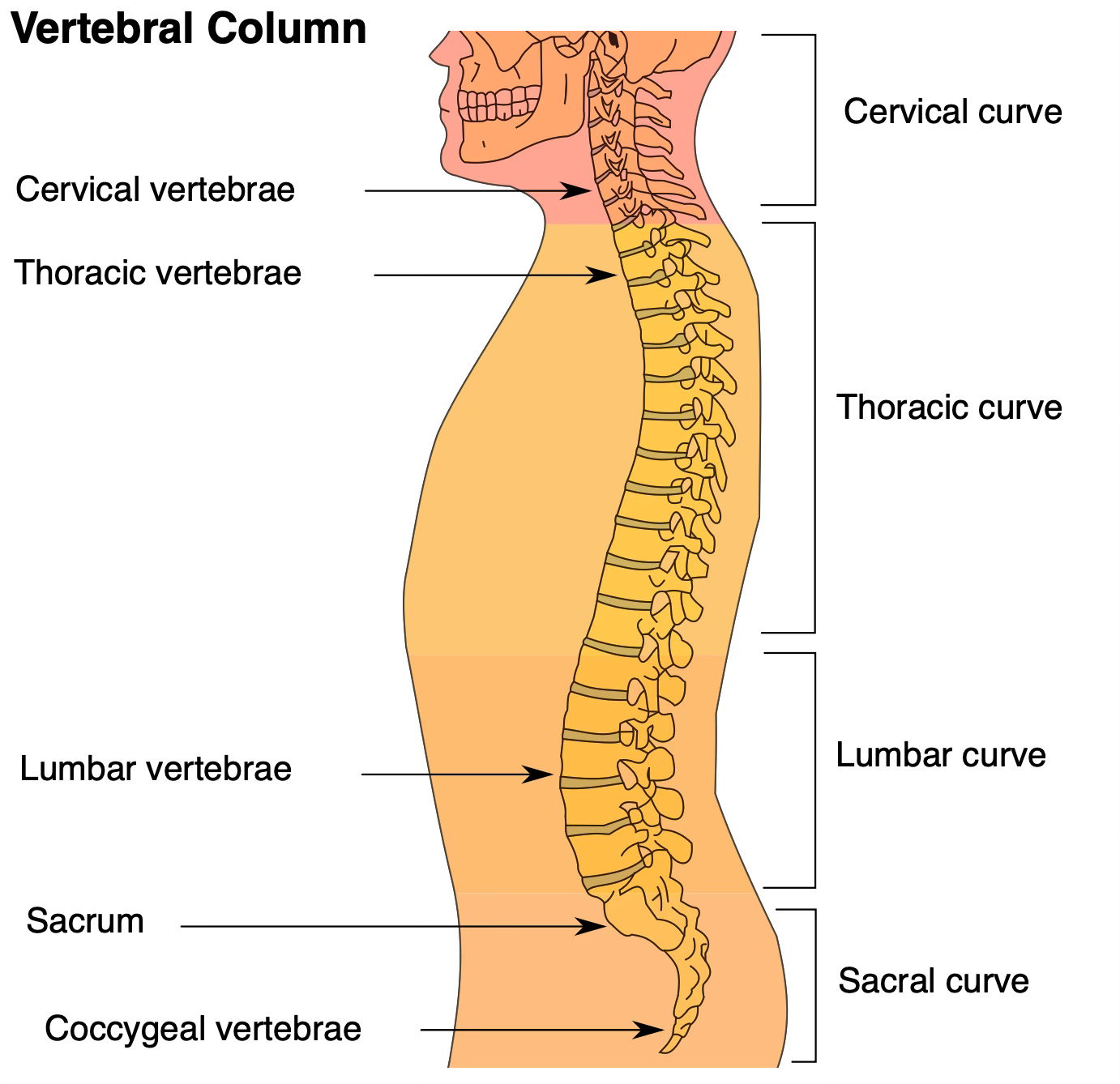 lateral diagram of vertebral column lateral diagram of vertebral column