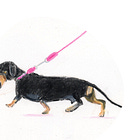 Entre chiens et chaises #38 