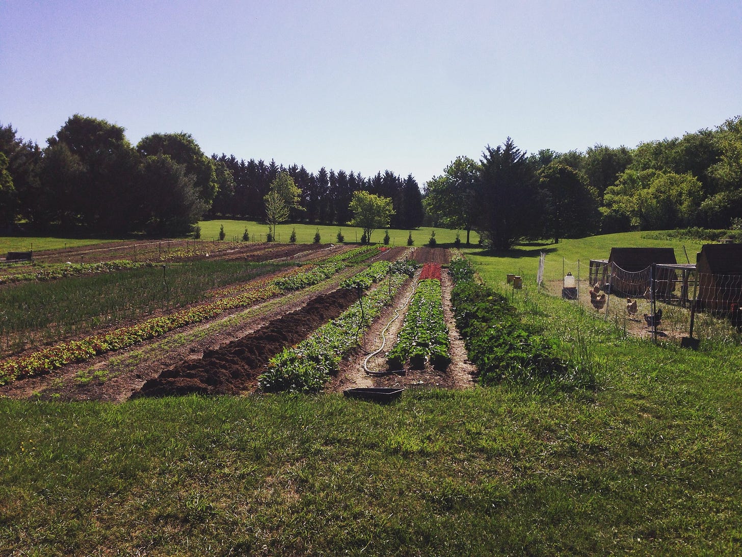  Our Farm, first year in production. Humble beginnings. Philip carved those beds from the lawn over many weeks, often after a full day’s work in the office (before he quit to start farming full-time). 