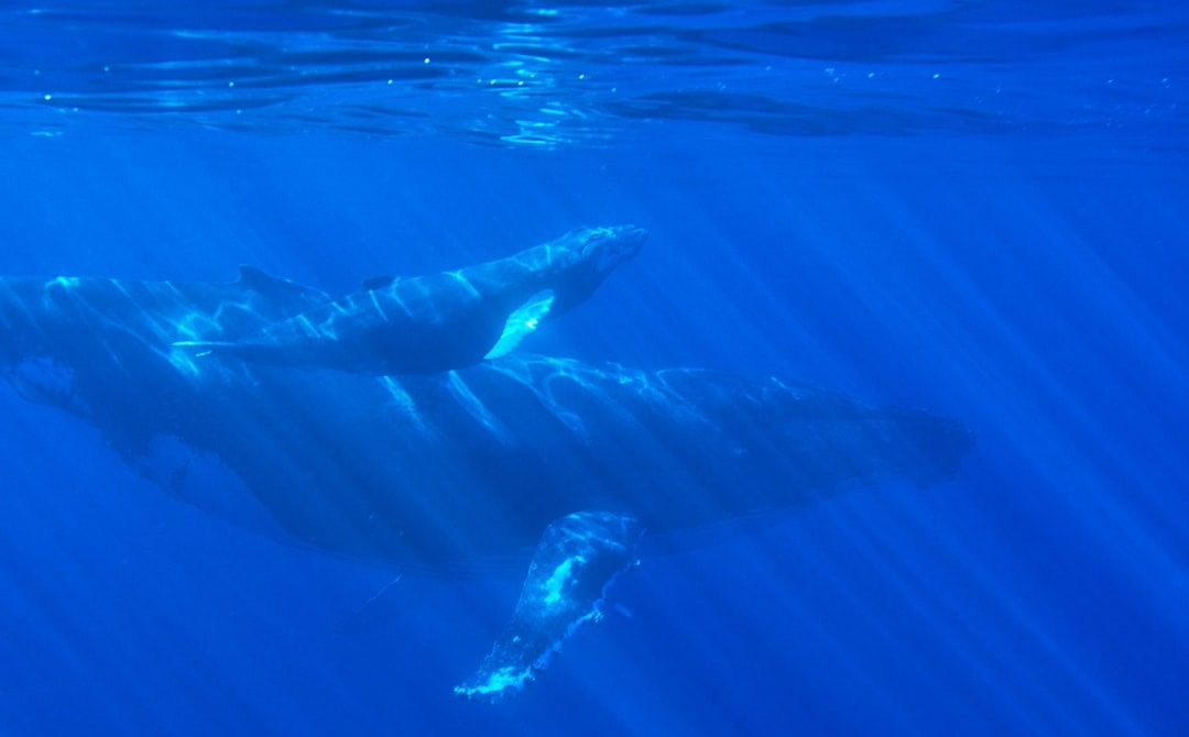 black and white fish in water