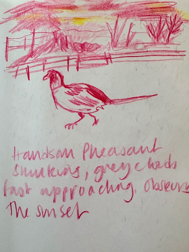 Pencil drawings of flowers, catkins and a pheasant