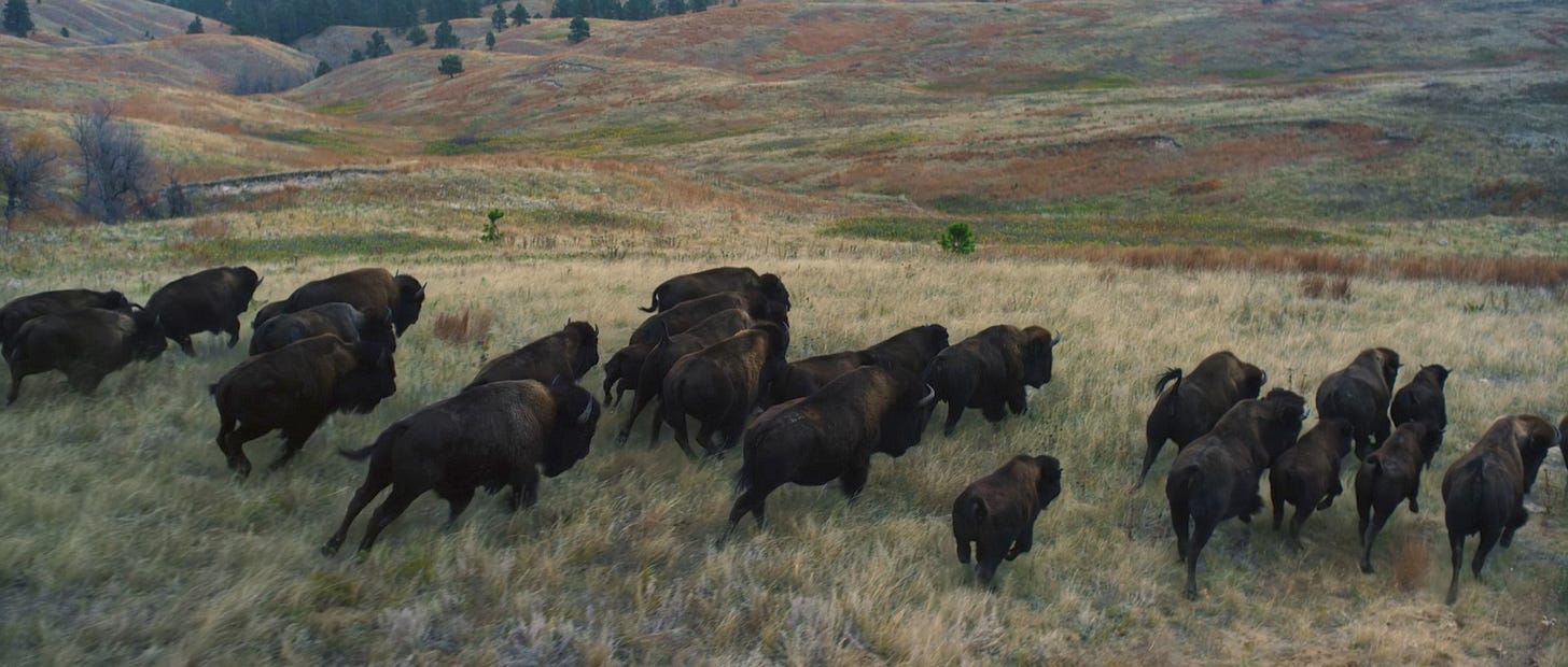 Still from The Grass Farmers