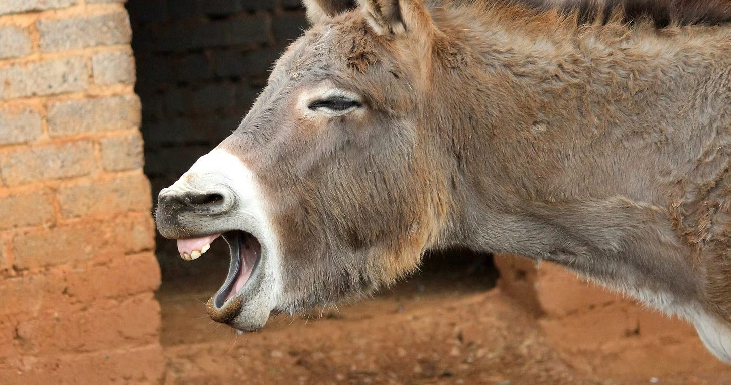 Donkey hee-hawing