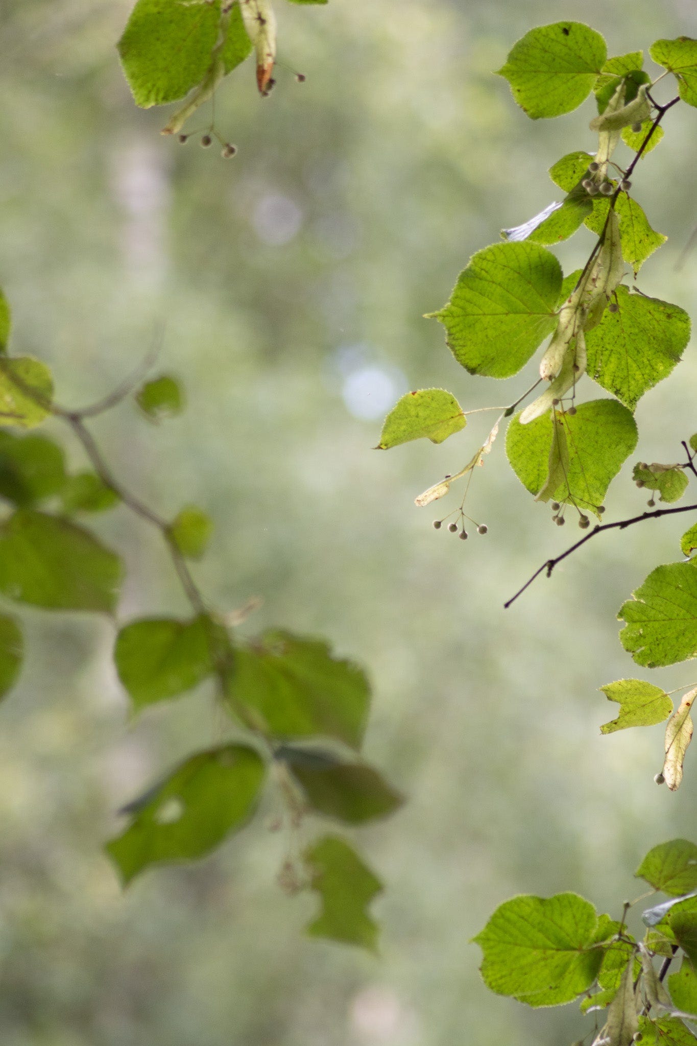 lime tree seeds photo by Hannah Nunn