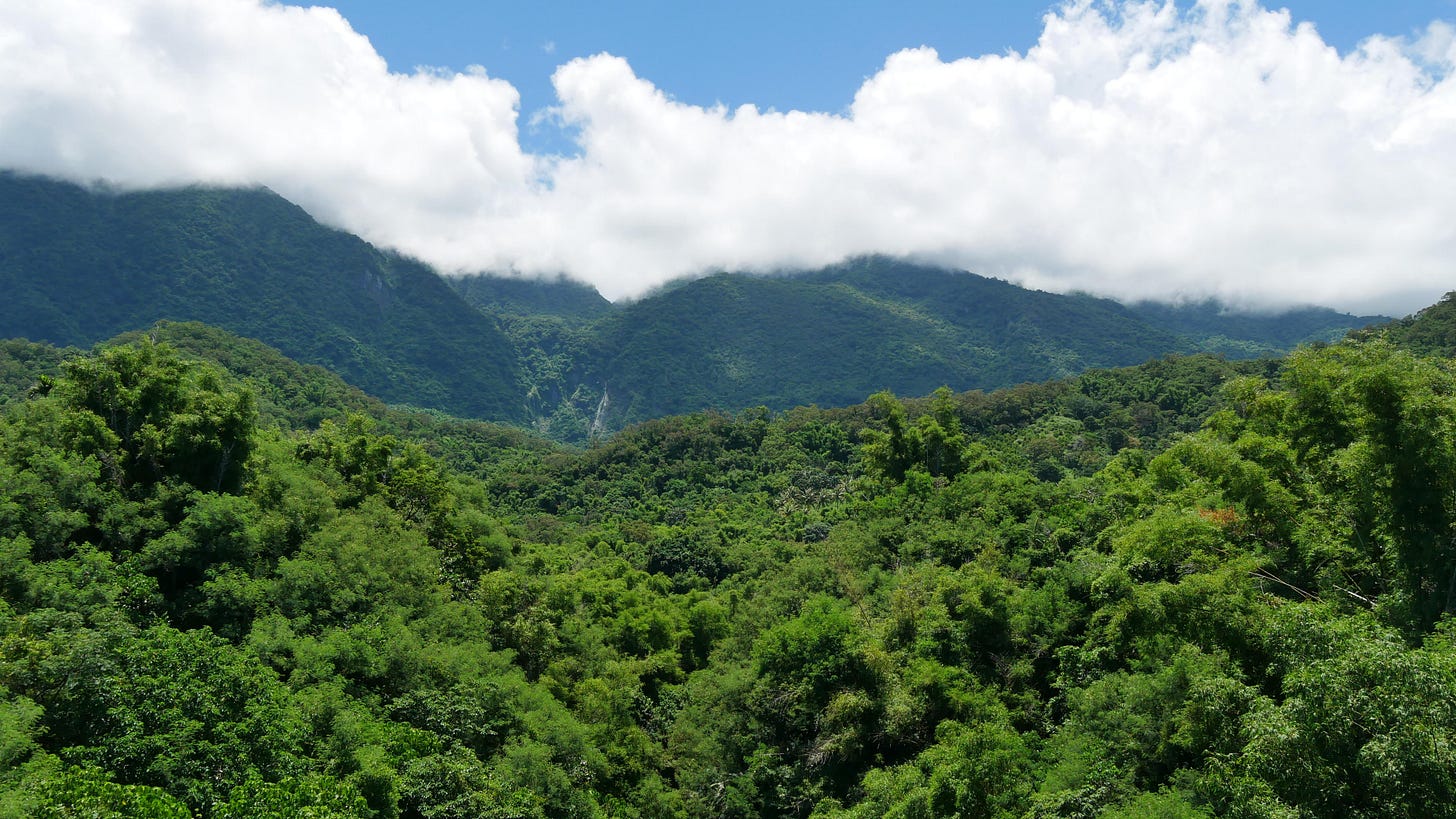 r/taiwan - a forest with clouds in the sky r/taiwan - a forest with clouds in the sky