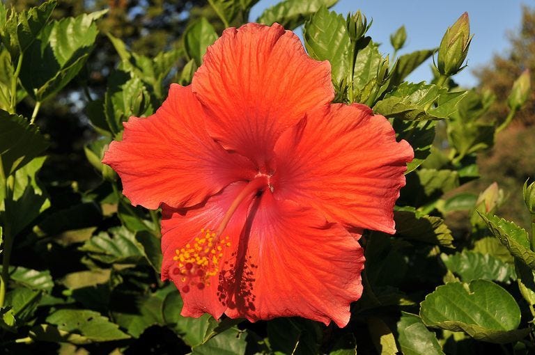 Hibiscus flower in Hawaii
