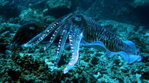 cuttlefish2 cuttlefish2