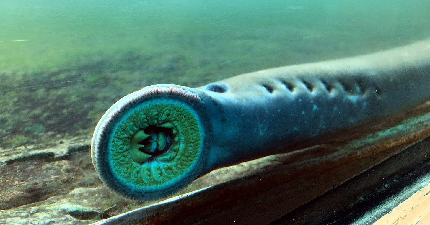 A pacific lampray mouth against glass