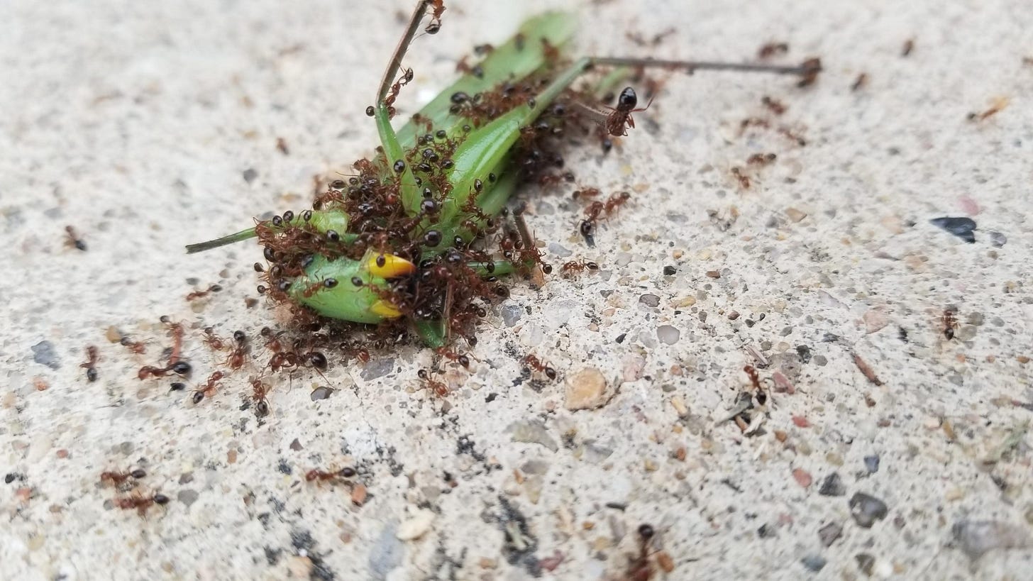 Do Grasshoppers Eat Ants? - Nature Blog Network