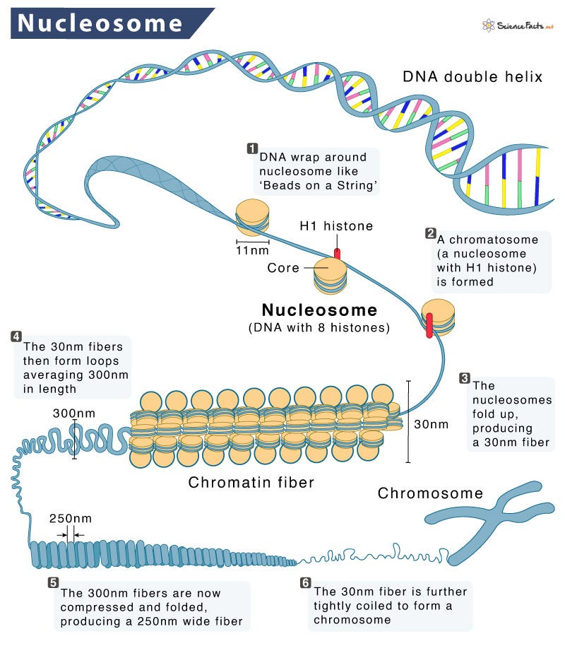 Nucleosome - Definition, Structure, Functions, & Diagram
