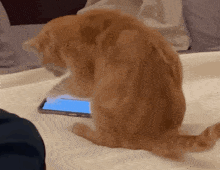 a cat sitting on a bed looking at a cell phone a cat sitting on a bed looking at a cell phone