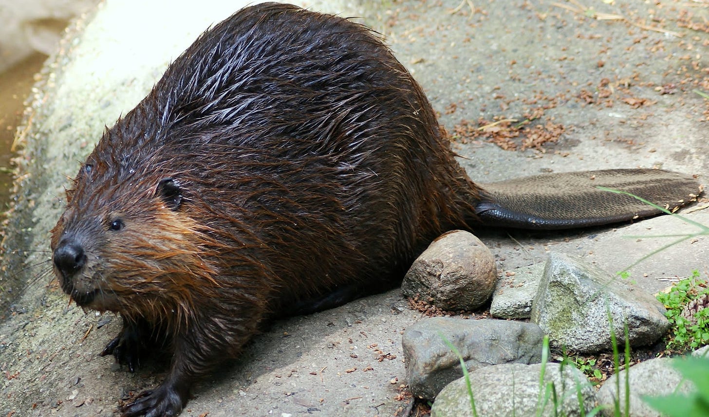Eurasian beaver facts, distribution & population | BioDB