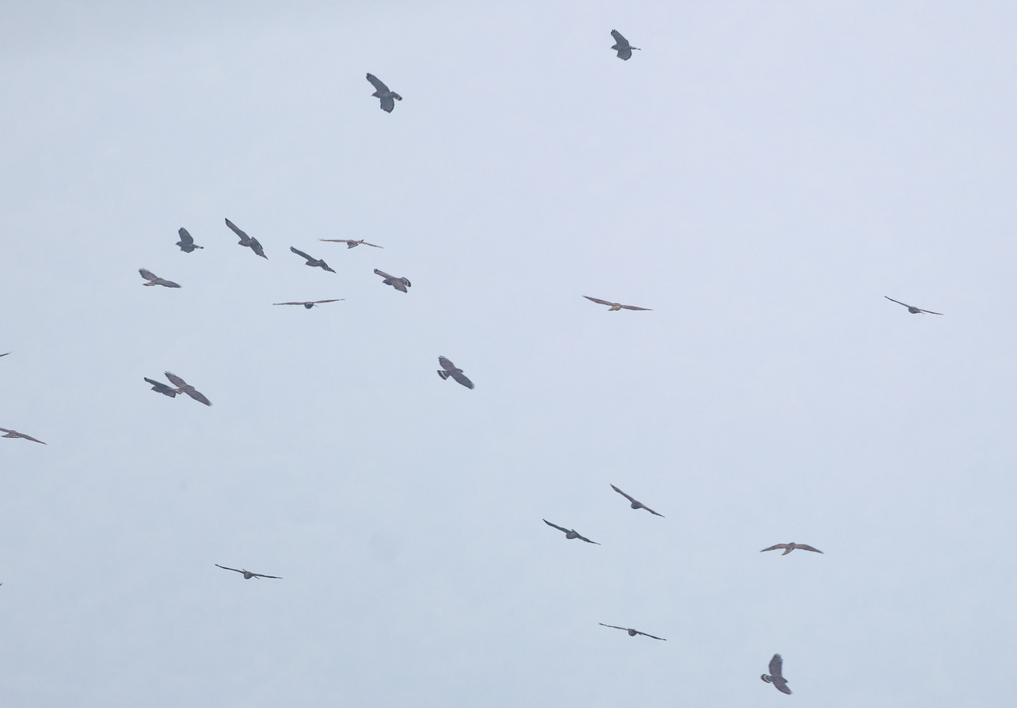 approximately 20 hawks, gray with wings outstretched and some with visible white bands on the topside of their fanned tails, hovering in a group against a cloudy sky.