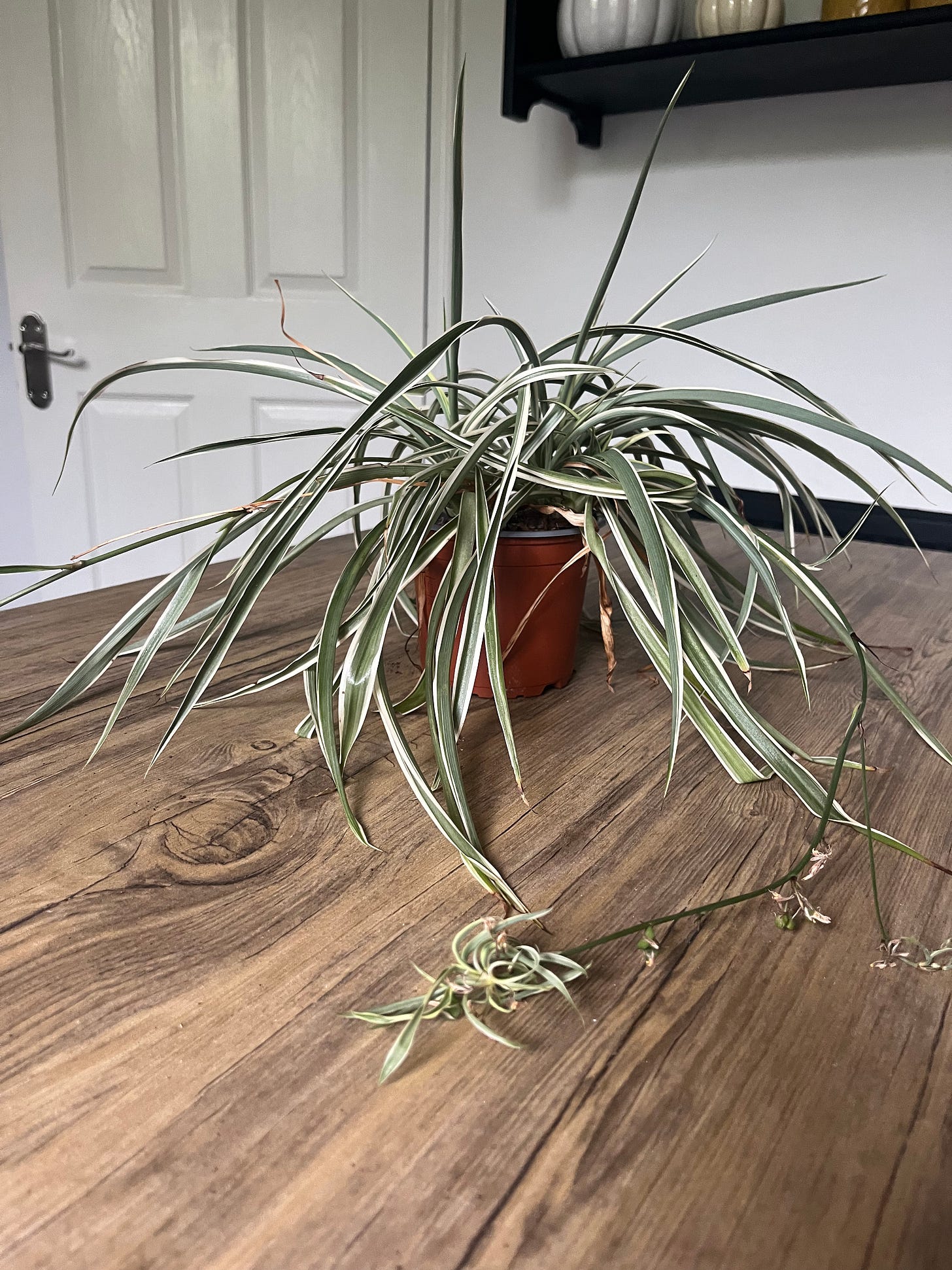 Our Mature Spider Plant with spiderettes