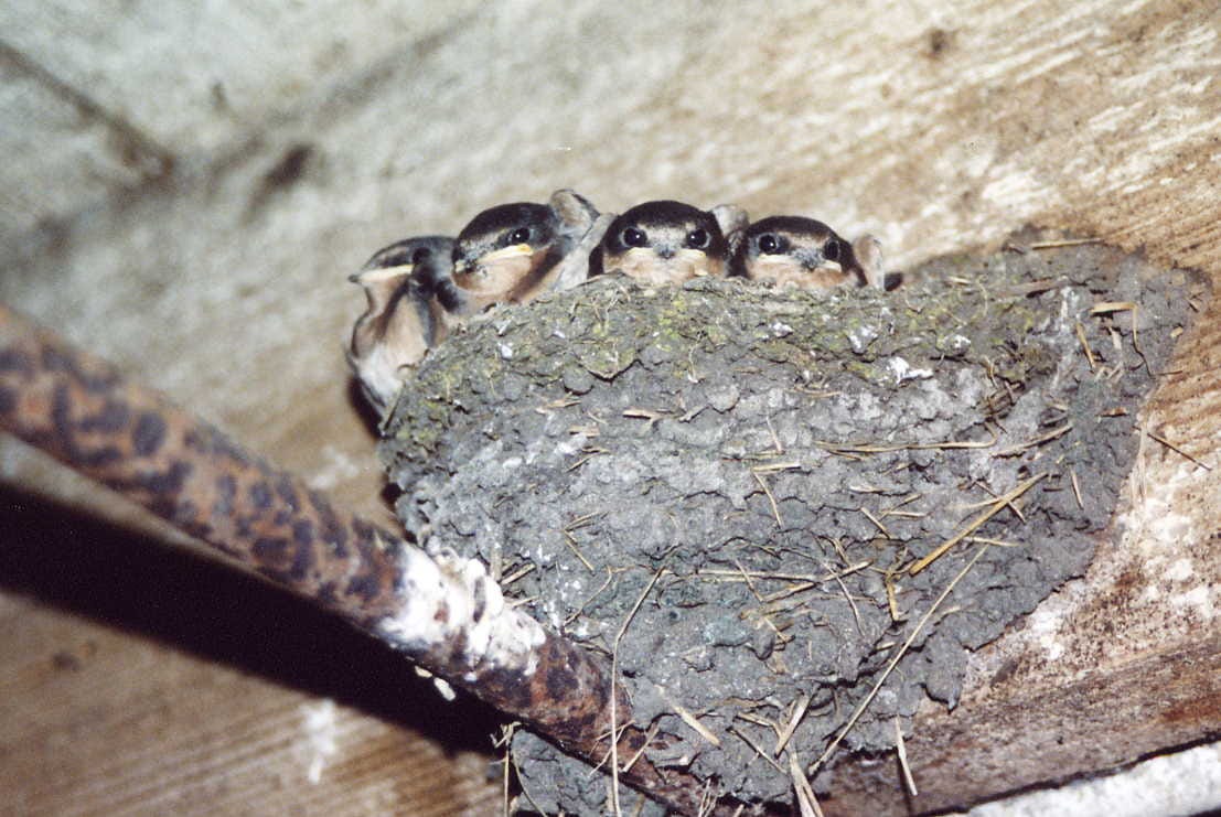 Barn Swallow chicks in a nest at the farm