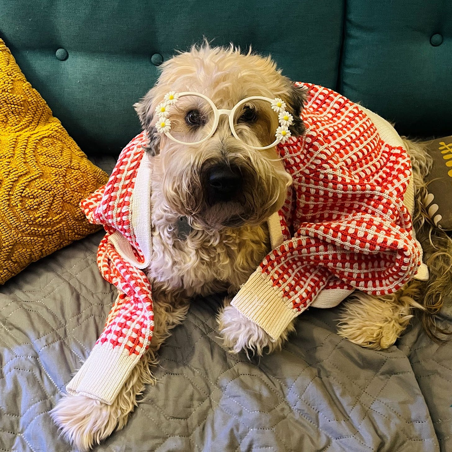 A photo of my wheaten terrier Olive wearing cute flower glasses and a sweater
