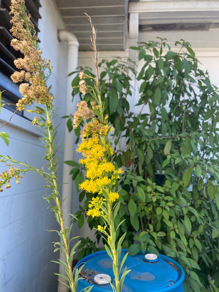 Flowering plants in the Florida-Friendly Landscaping Demonstration Garden that include pink hibiscus, yellow beach sunflower, lavender tea bush, and yellow goldenrod.