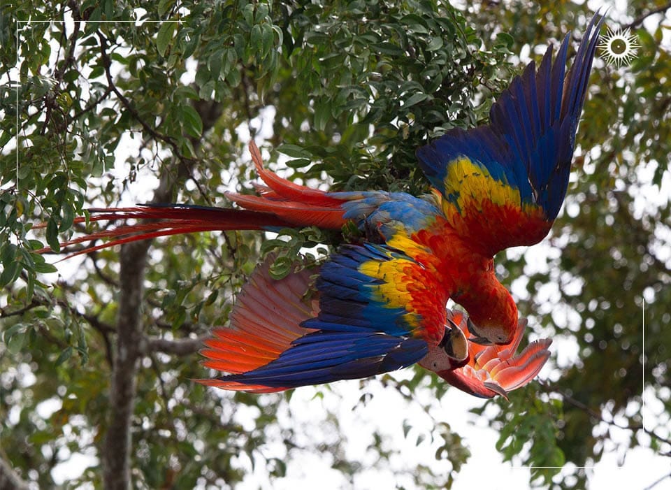 Corcovado National Park