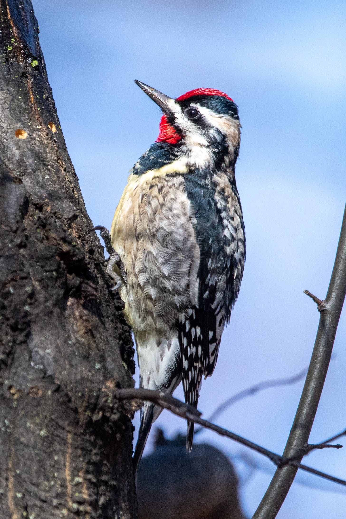 A woodpecker with a red chin and red crown and a raccoon stripe across its one visible eye is clamped onto a tree, which it has riddled so far with two bright holes