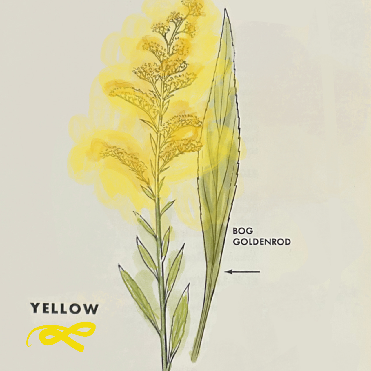 The Goldenrod Chronicles