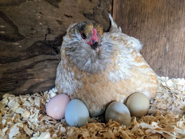 Too Many Eggs! Too Many Eggs!