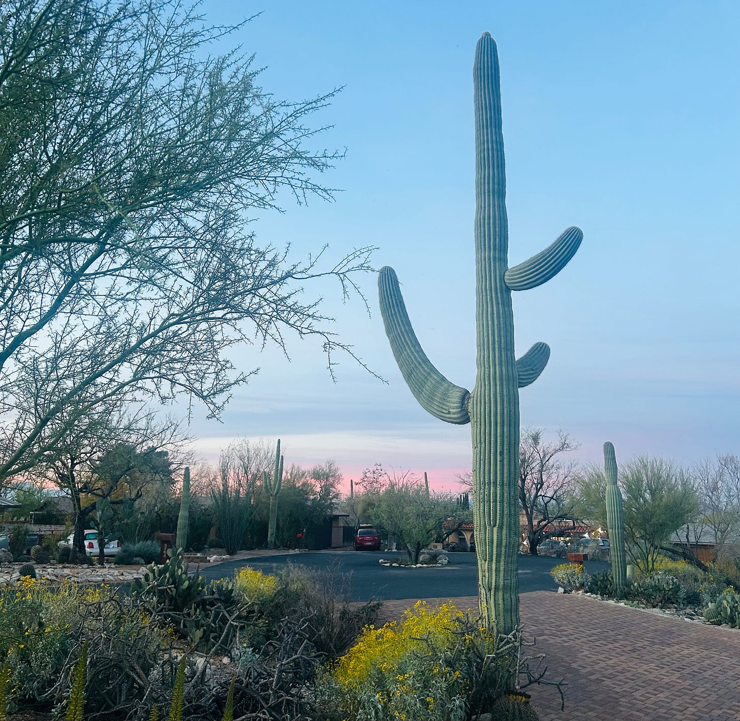 Saguaro cactus at dawn in Tucson Arizona.