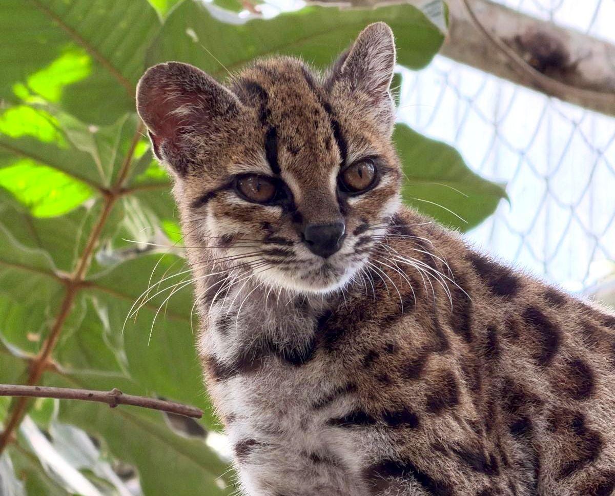 A small cat with amber eyes peers at the camera. The cat has a black nose, a striped forehead and triangular ears. Its coat is grey-brown and it has spots like a leopard. The wire netting of an enclosure and tropical foliage are visible behind. A small cat with amber eyes peers at the camera. The cat has a black nose, a striped forehead and triangular ears. Its coat is grey-brown and it has spots like a leopard. The wire netting of an enclosure and tropical foliage are visible behind.