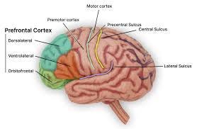 Dorsolateral prefrontal cortex - Wikipedia Dorsolateral prefrontal cortex - Wikipedia