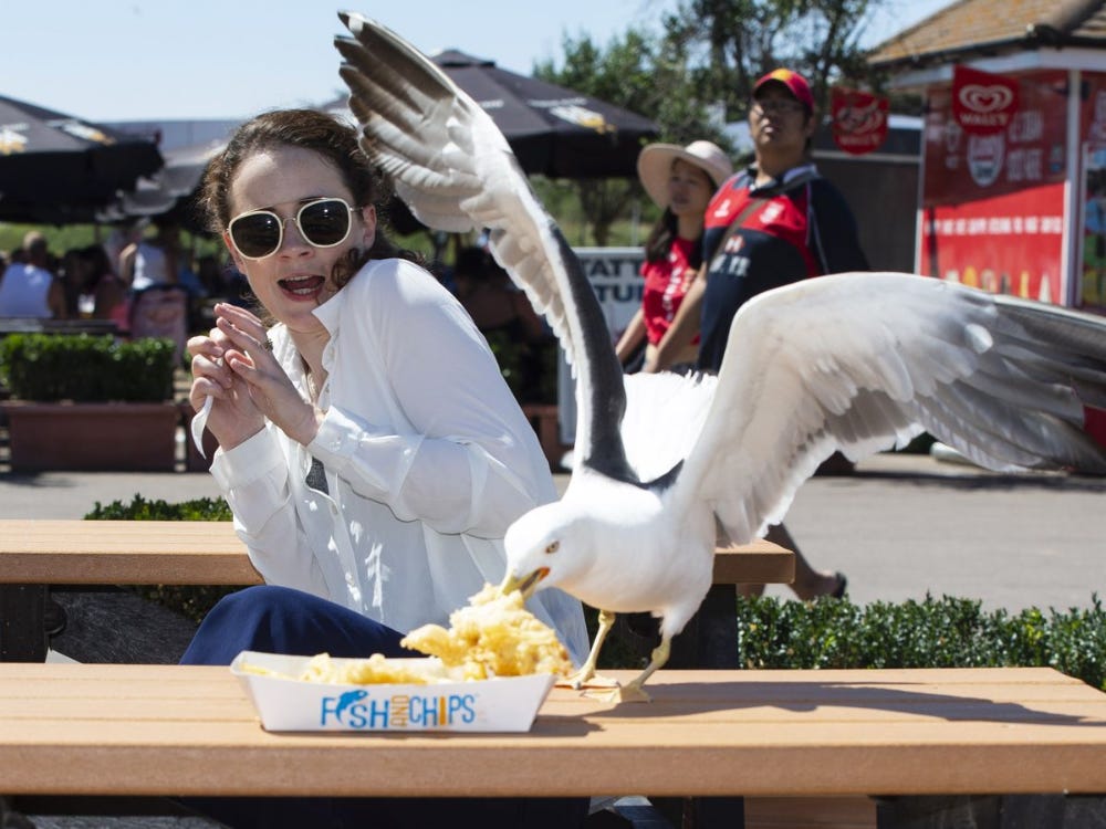 seagulls eating french fries - Google Search | Funny pictures, Pictures, Lion sculpture seagulls eating french fries - Google Search | Funny pictures, Pictures, Lion sculpture