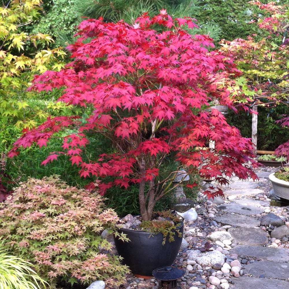 #1 - Bloodgood Japanese Maple Tree #1 - Bloodgood Japanese Maple Tree
