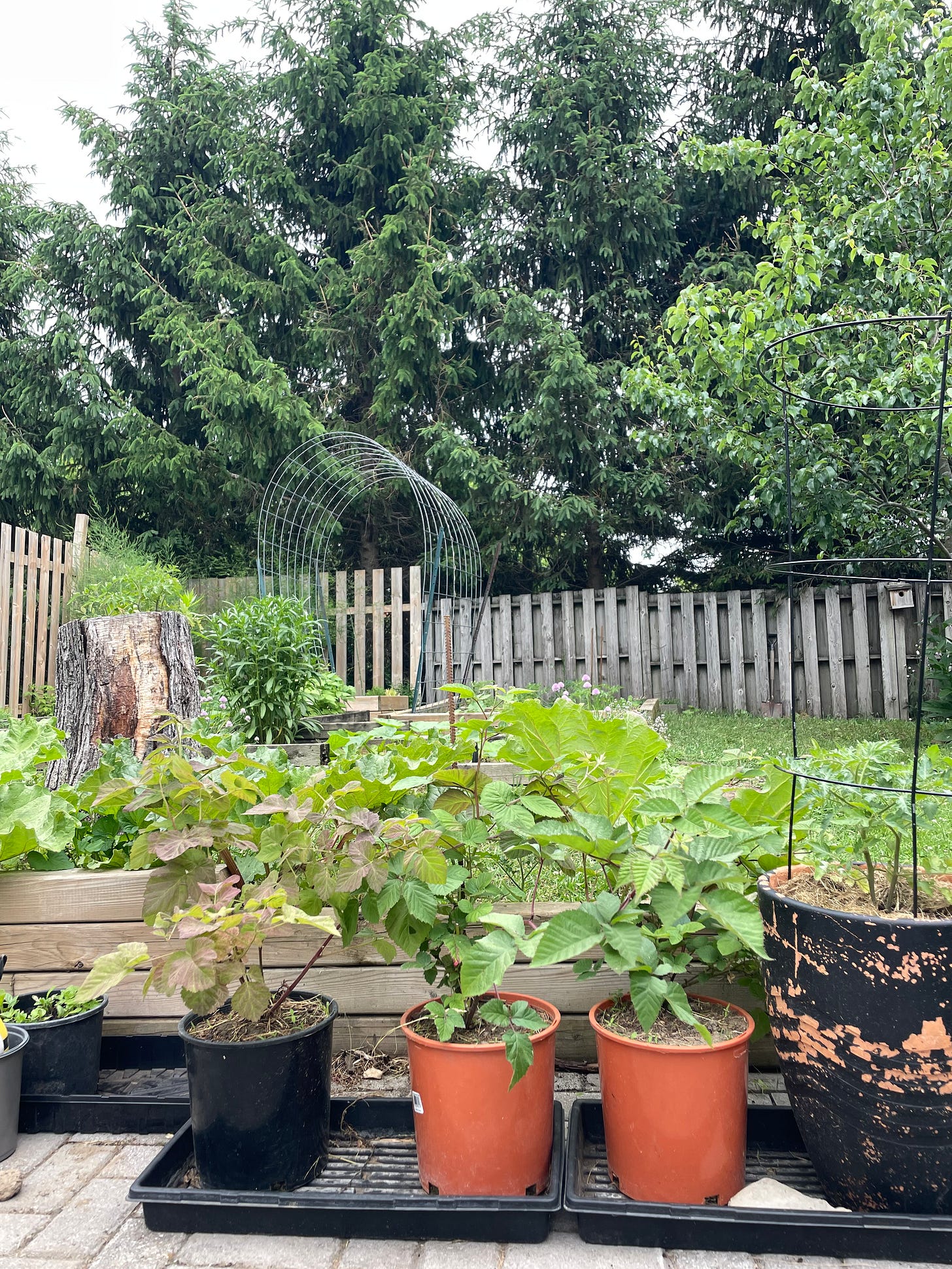 Planting Berries in Pots: The Backyard Gardener's Guide to Big Harvests in  Small Spaces
