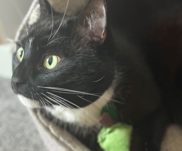 a black and white cat looking away from the camera to the left, lying in a cat bed.