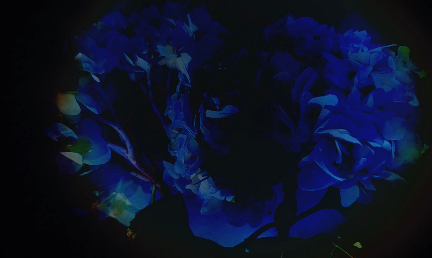 dark blue flower looks like its glowing in the dark dark blue flower looks like its glowing in the dark
