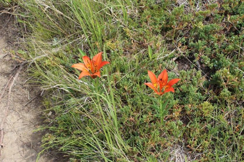 Prairie lilies, Theodore Roosevelt National Park