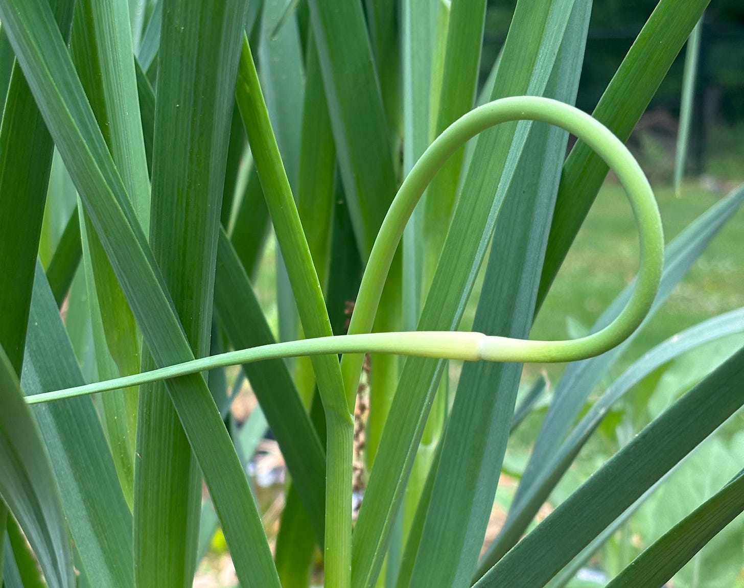 Garlic scape is a curling, round structure with a bulge in the middle that tapers to a point on one end. 