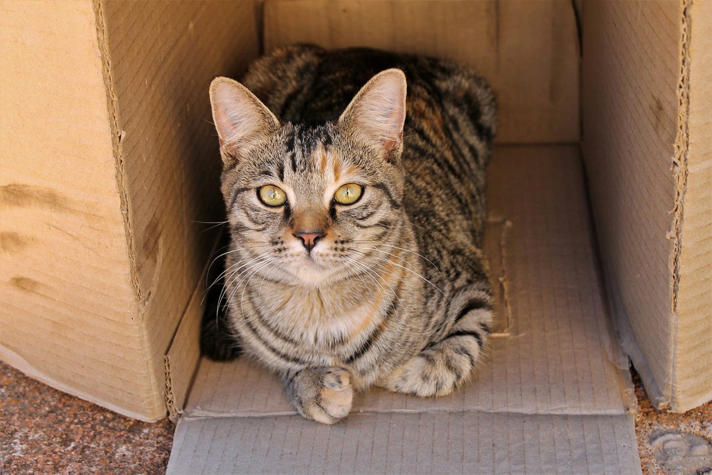 a cat curled up in a cardboard box