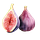Sitting with Figs