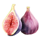 Sitting with Figs