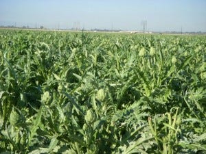 California's state flower may be a bird of paradise, but mine's an artichoke. Camarillo's blooming with them.