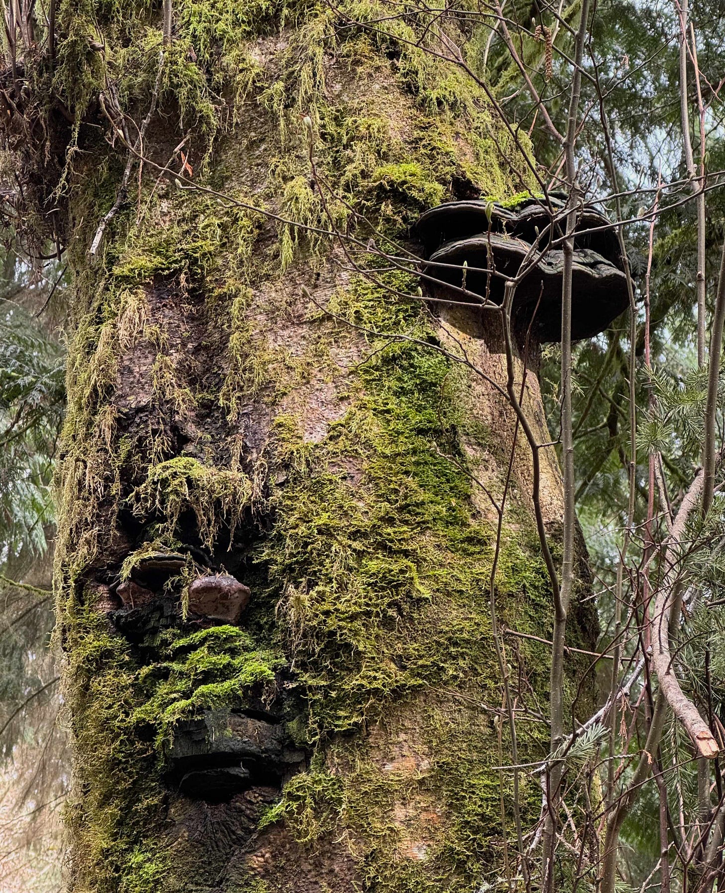 Picture of old tree and moss Picture of old tree and moss